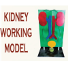 Kidney working model